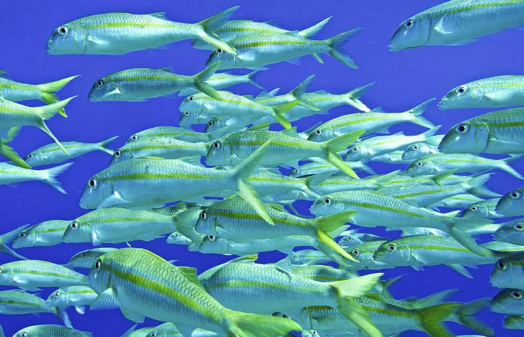 A large school of silver fish with yellow stripes swimming in blue water.