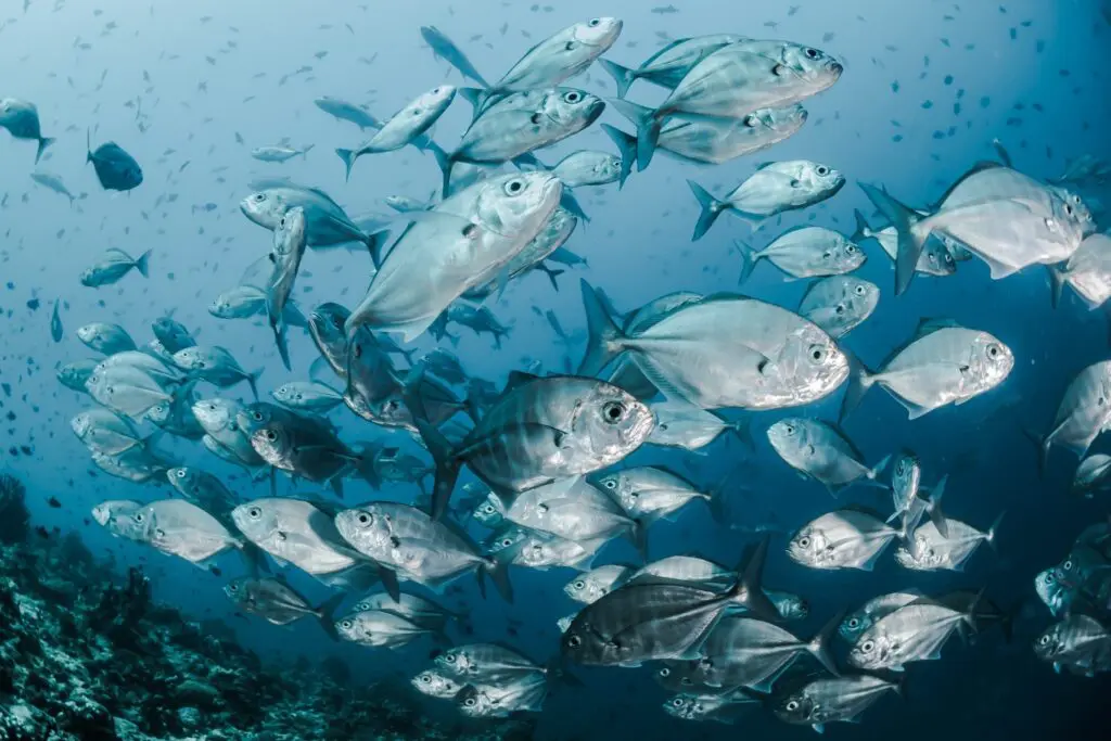 School of silver fish swimming underwater
