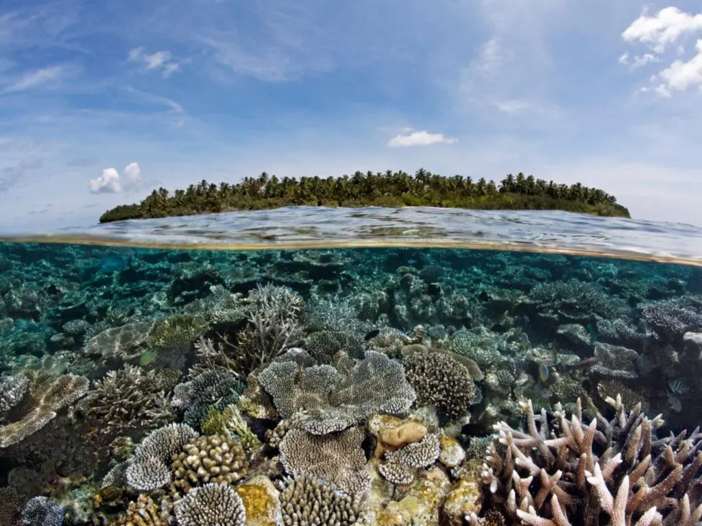 Tropical island with palm trees above water and coral reef below the surface