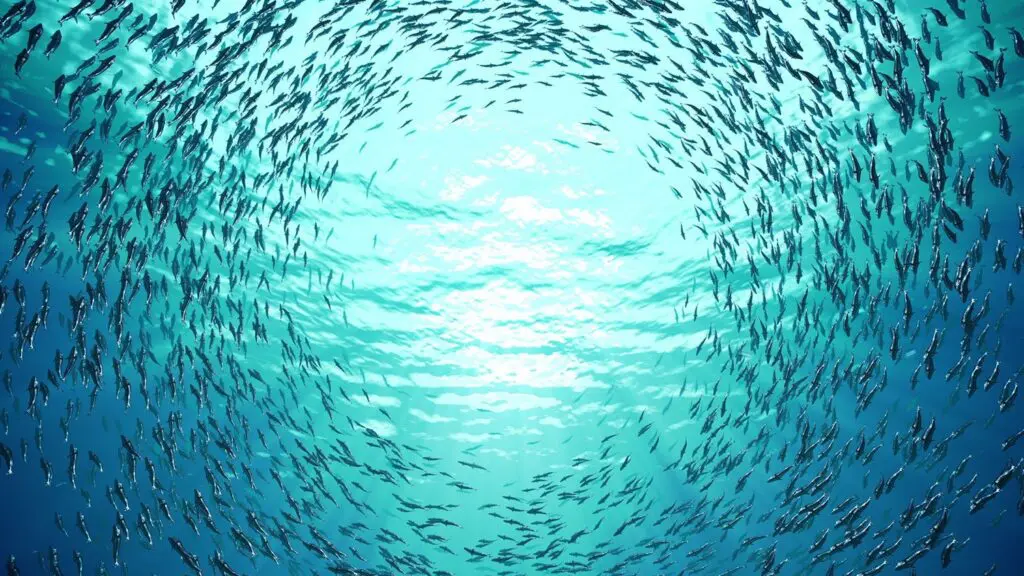 School of fish swimming in a circular pattern viewed from below with sunlight above