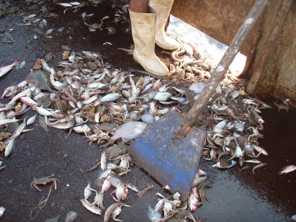 Bycatch being shoveled off a fishing boat deck