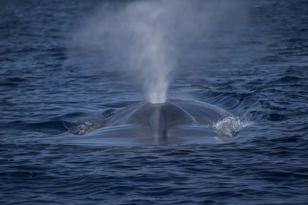 A whale surfacing and spouting at the ocean surface.