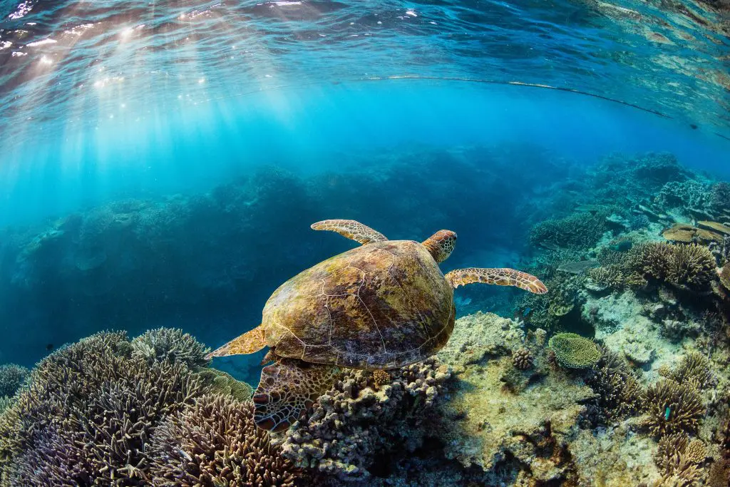 A green sea turtle swimming over a coral reef.
