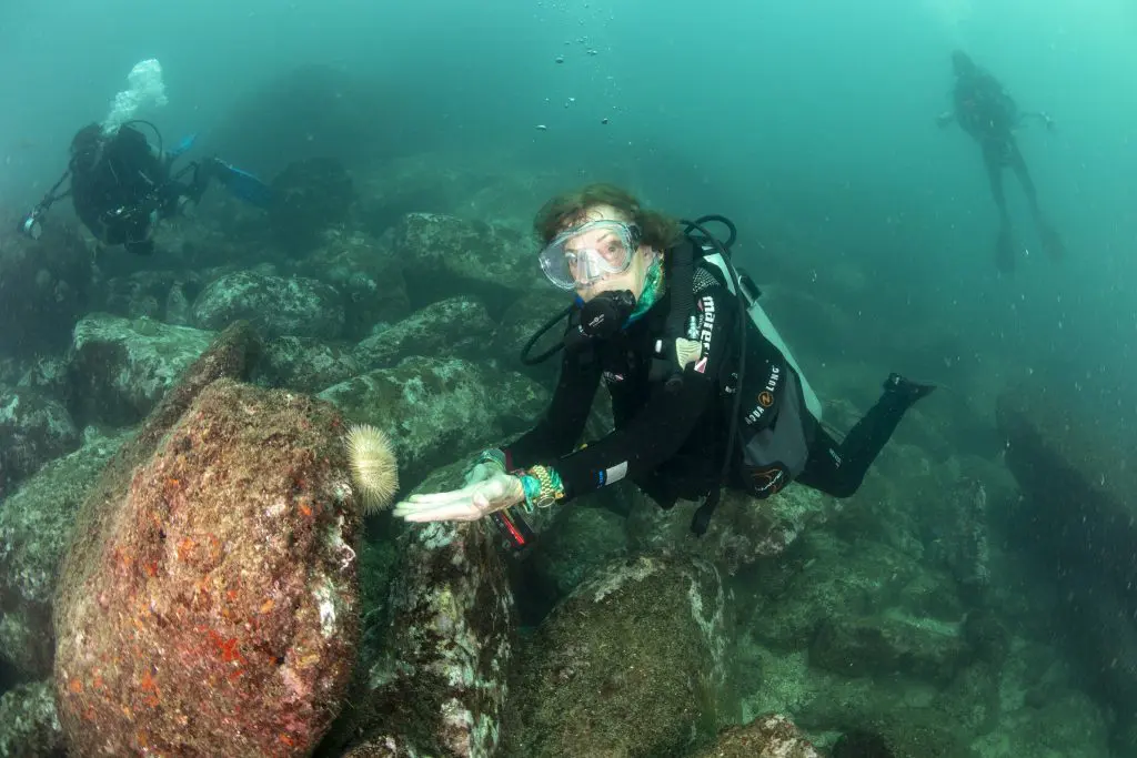 Scuba divers exploring a rocky seabed, one reaching toward a sea urchin.