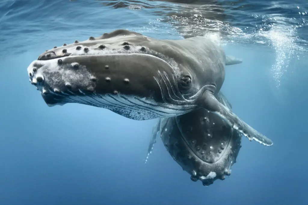 A humpback whale calf swimming beside its mother underwater.