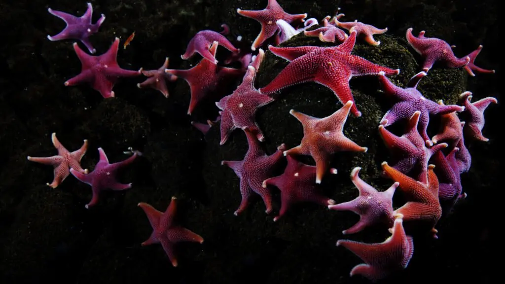 A cluster of pink and purple sea stars on dark rock.