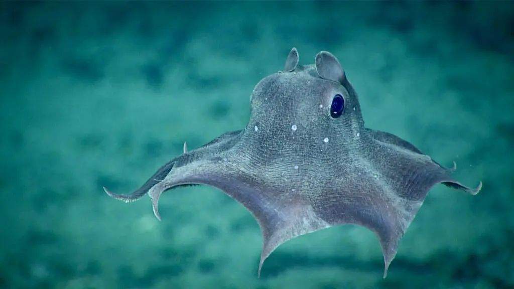 Dumbo octopus with outstretched webbed arms swimming in deep water