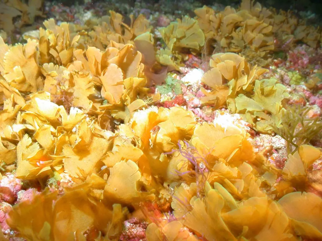 Dense golden-brown algae covering the deep-sea floor