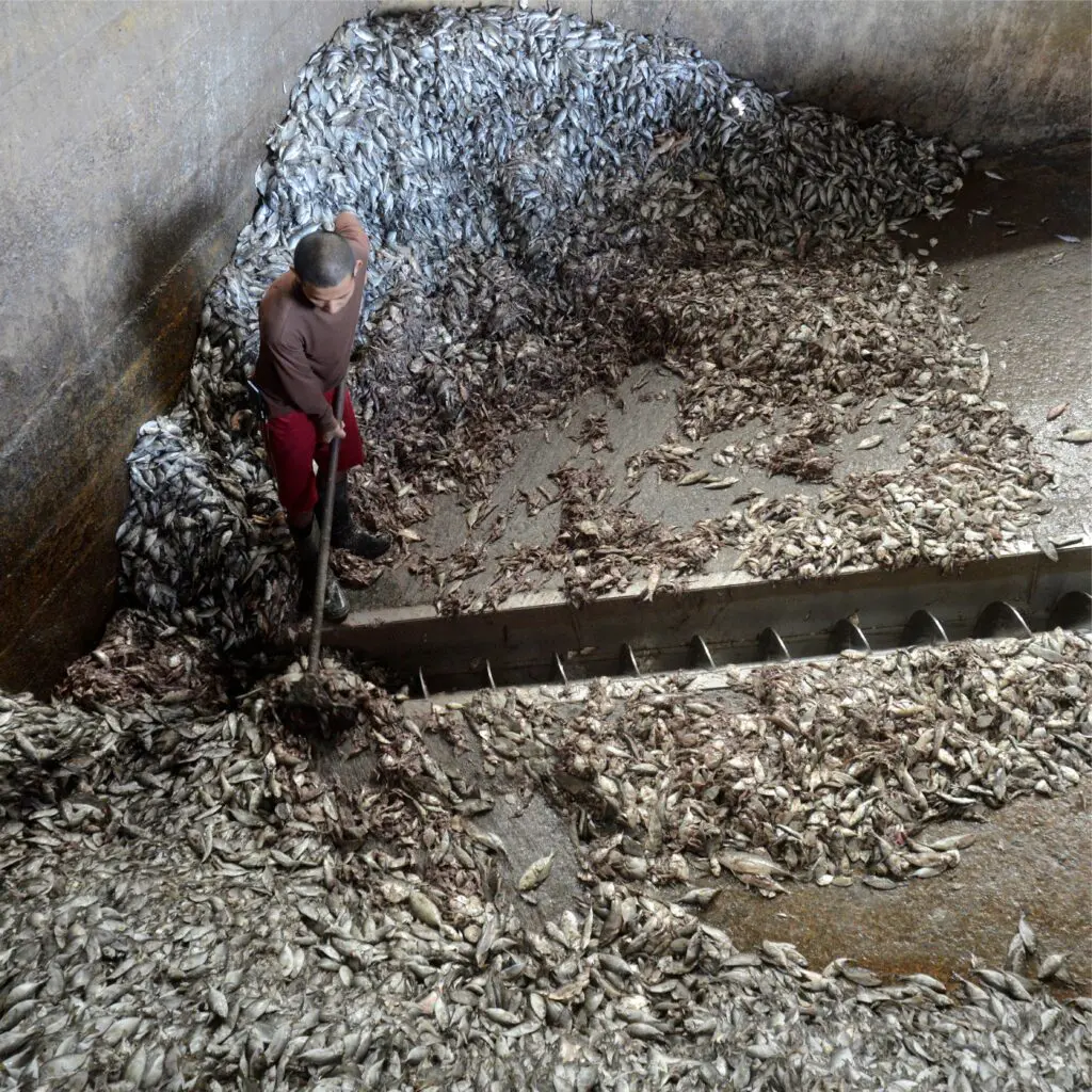 Worker shovelling large quantities of fish inside an industrial fishmeal factory