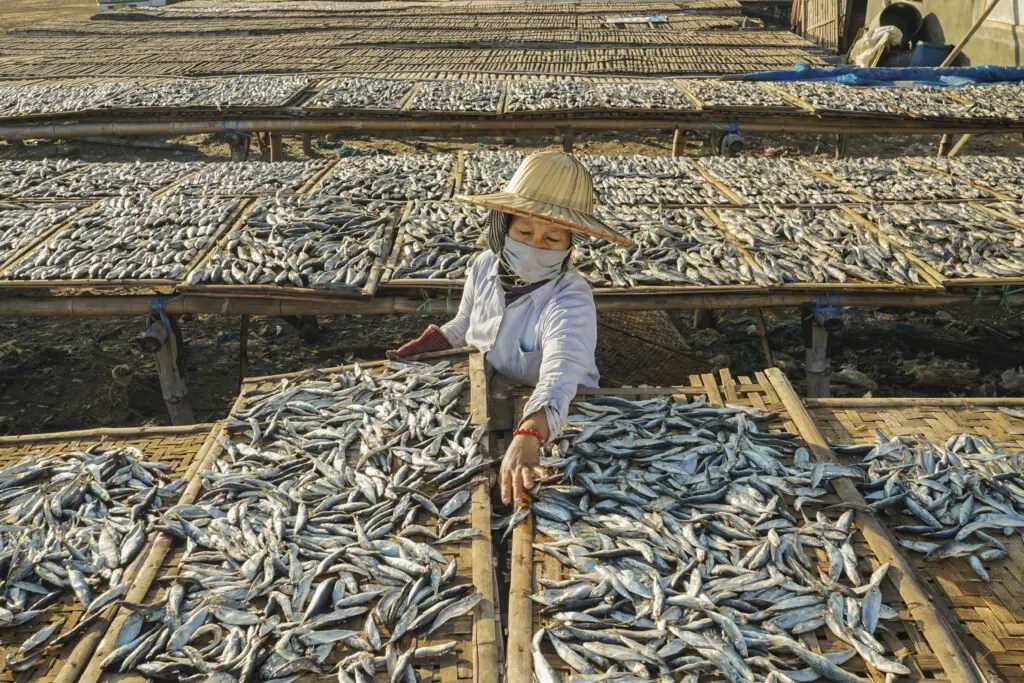 Fish processor drying fish on bamboo racks in Indonesia
