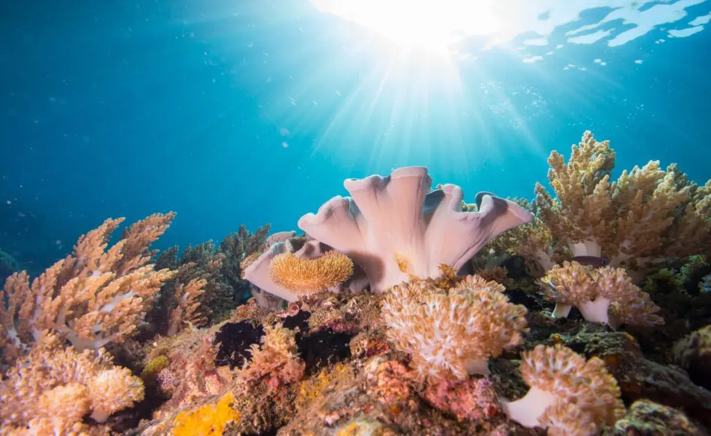 Vibrant coral reef with sunlight filtering through the water