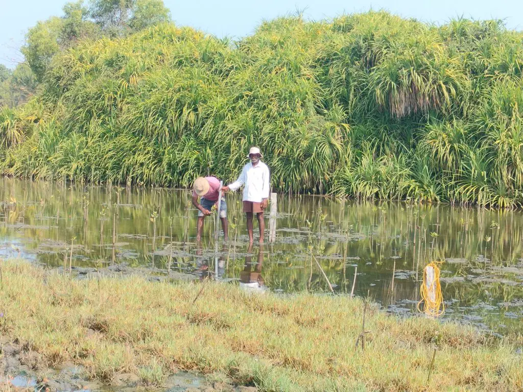 Two people measuring mangrove sapling growth in shallow water