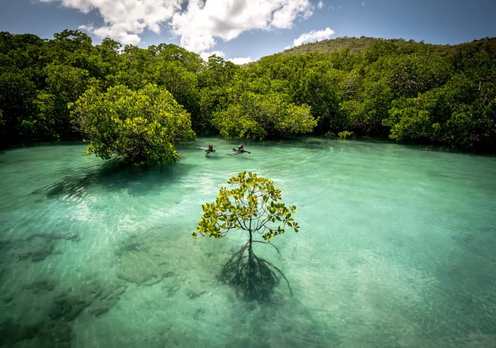 Aerial view of two snorkellers in clear turquoise water surrounded by mangroves.