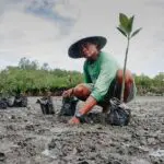 A person in a conical hat planting potted mangrove seedlings on a muddy shore.