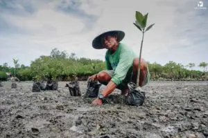 A person in a conical hat planting potted mangrove seedlings on a muddy shore.