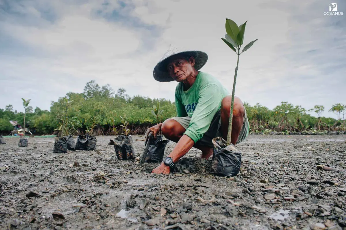 A person in a conical hat planting potted mangrove seedlings on a muddy shore.