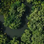 Aerial view of a dense green mangrove forest with a winding river.