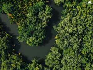 Aerial view of a dense green mangrove forest with a winding river.