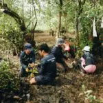 Several people kneeling in mud among mangroves, working on planting.