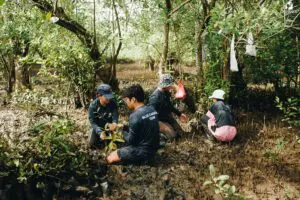 Several people kneeling in mud among mangroves, working on planting.