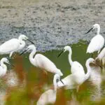 A flock of white egrets wading in shallow wetland water.