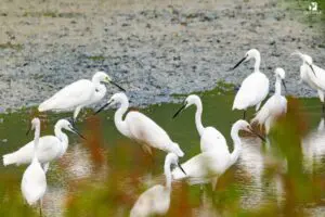A flock of white egrets wading in shallow wetland water.