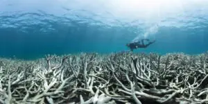 A scuba diver swimming above an expanse of bleached white staghorn coral.