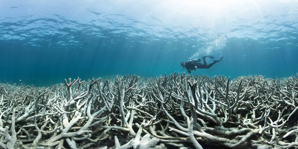 A scuba diver swimming above an expanse of bleached white staghorn coral.