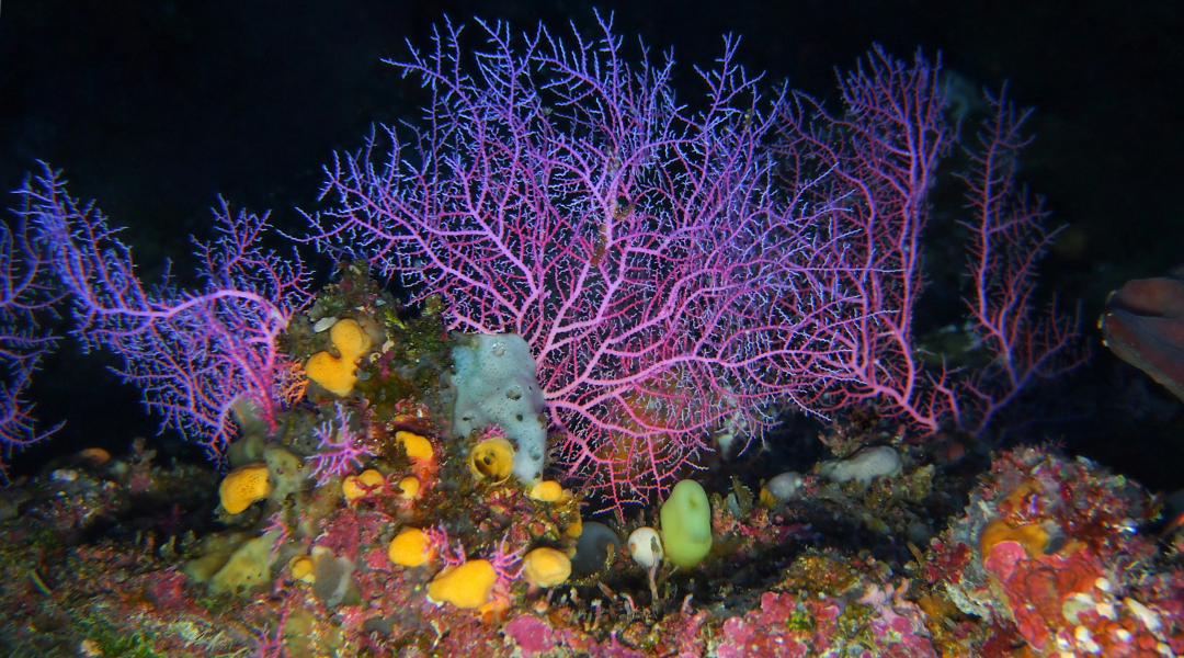 Colorful reef with purple sea fans and orange and yellow sponges.