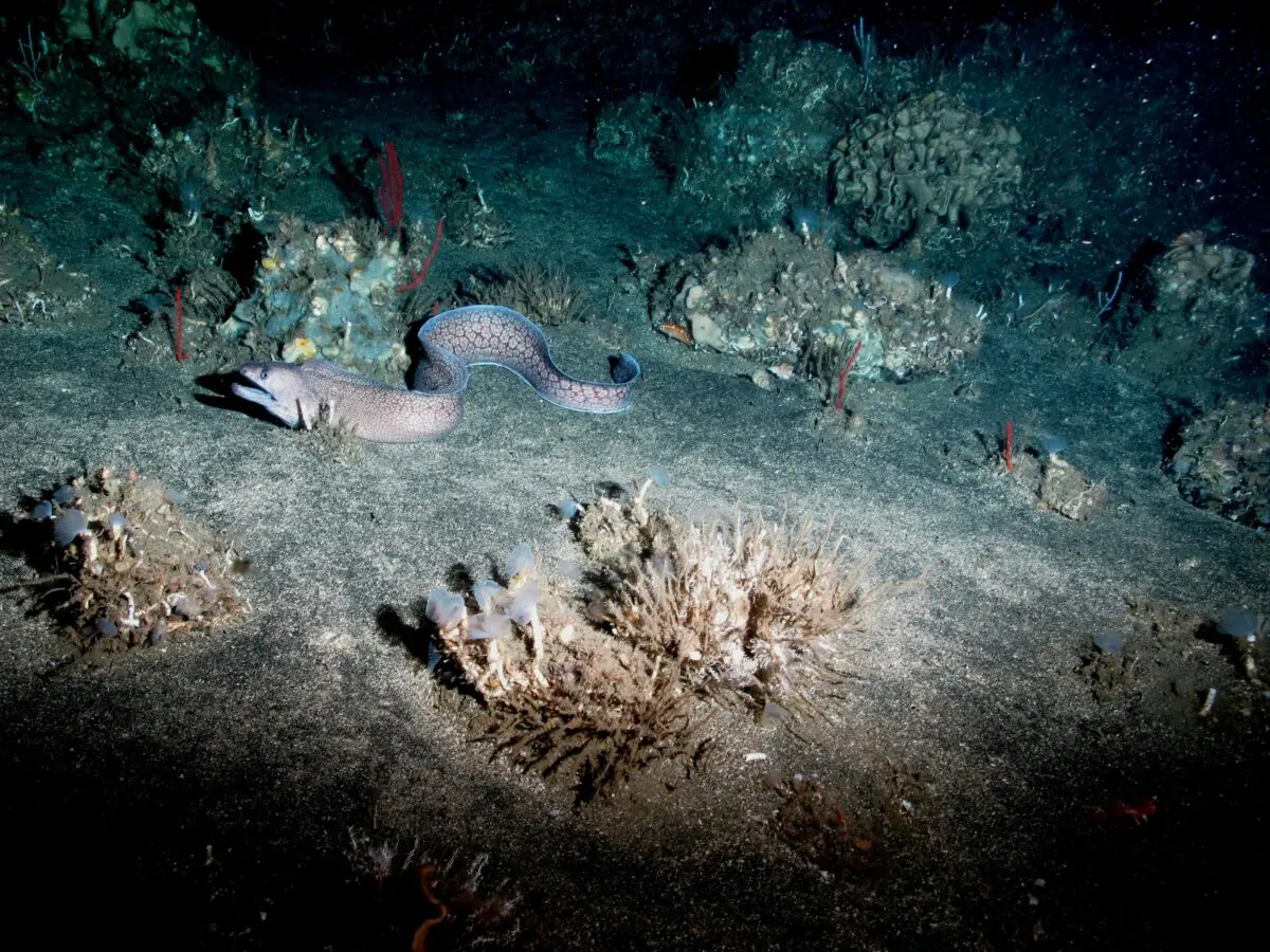 Moray eel stretched across a sandy seafloor among corals at night.