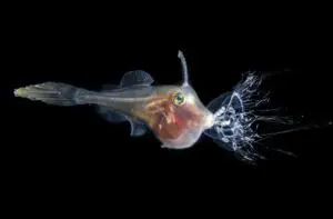 A translucent filefish feeding on a jellyfish underwater
