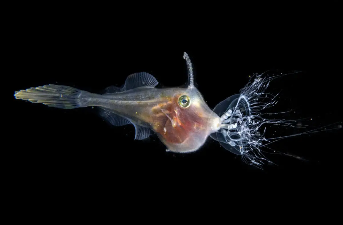A translucent filefish feeding on a jellyfish underwater