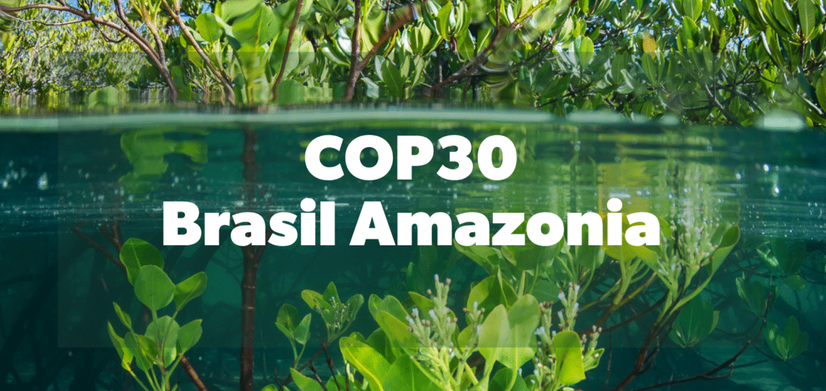 COP30 Brasil Amazônia promotional graphic over a mangrove waterline