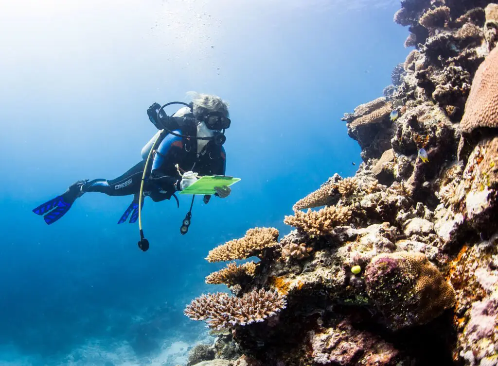 A scuba diver next to a coral reef underwater