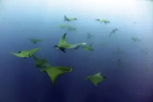A school of sicklefin devil rays swimming in the open ocean