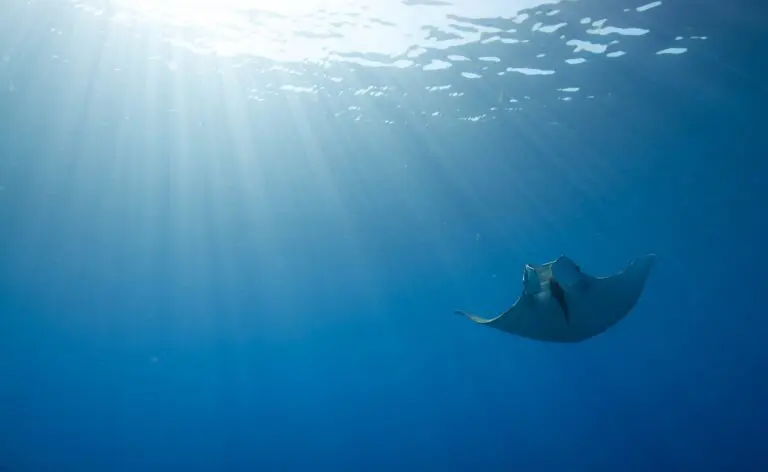 A devil ray silhouetted against sunrays beneath the surface