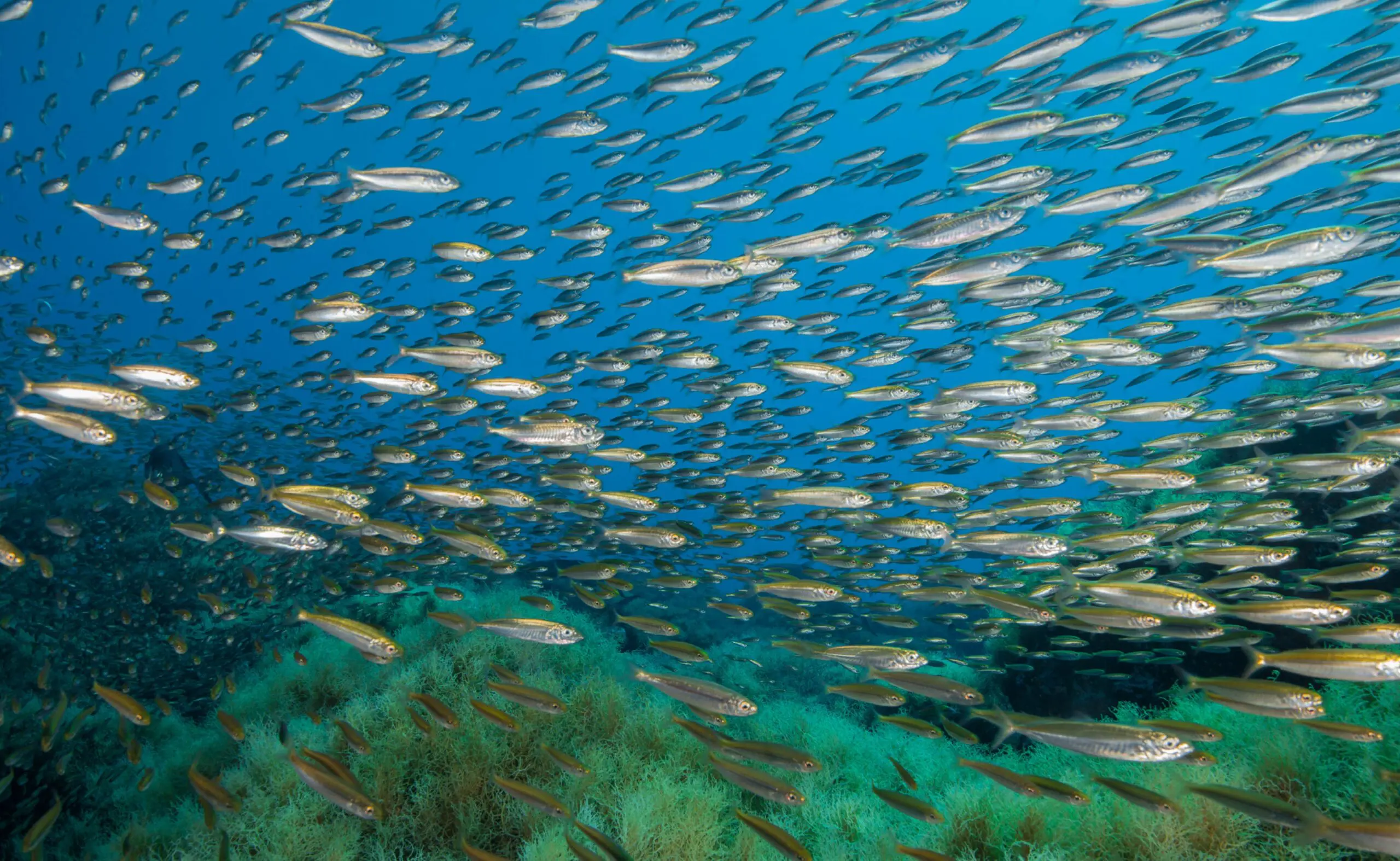 Scaling global ocean action