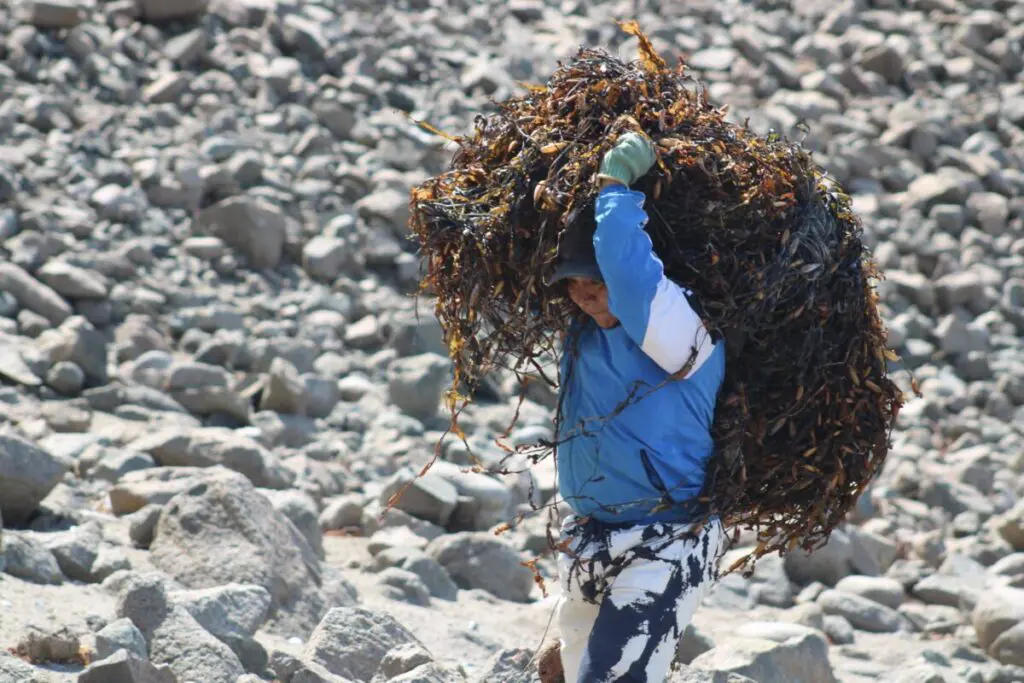 Person in a blue jacket carrying a large bundle of seaweed over one shoulder across stony ground
