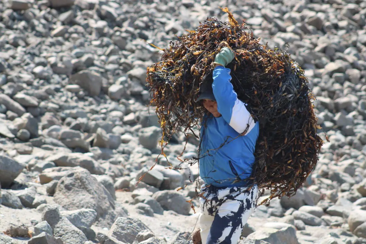 Person in a blue jacket carrying a large bundle of seaweed over one shoulder across stony ground