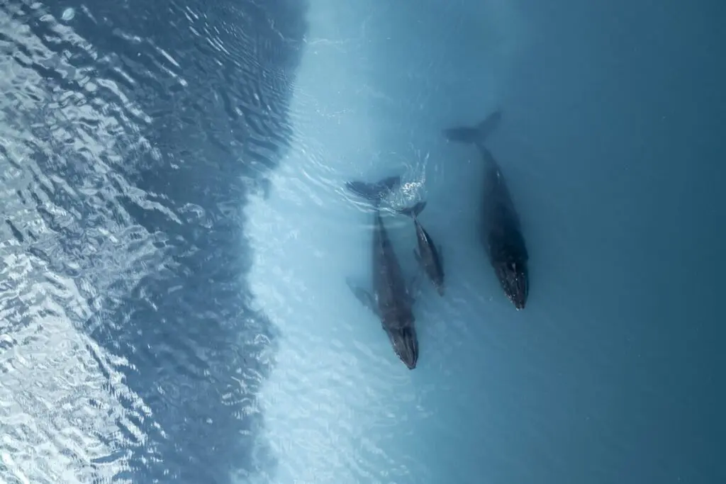 Aerial view of several whales swimming close together in blue water