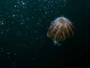 A jellyfish with a brown and white striped bell drifting in dark deep-sea water flecked with marine snow.