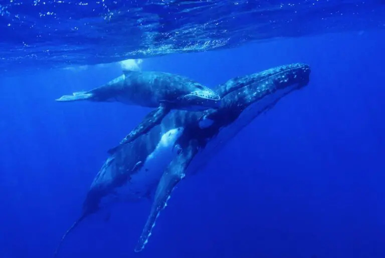 Interview with Vava’u Environmental Protection Association (VEPA), Tonga