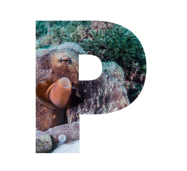 Decorative letter 'P' filled with a photo of an octopus on a reef (RISE UP branding)