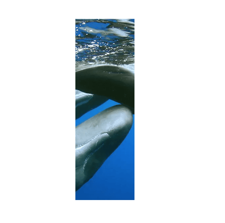 Decorative letter 'I' filled with a photo of pilot whales (RISE UP branding)