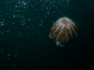 A jellyfish with a brown and white striped bell drifting in dark deep-sea water flecked with marine snow.